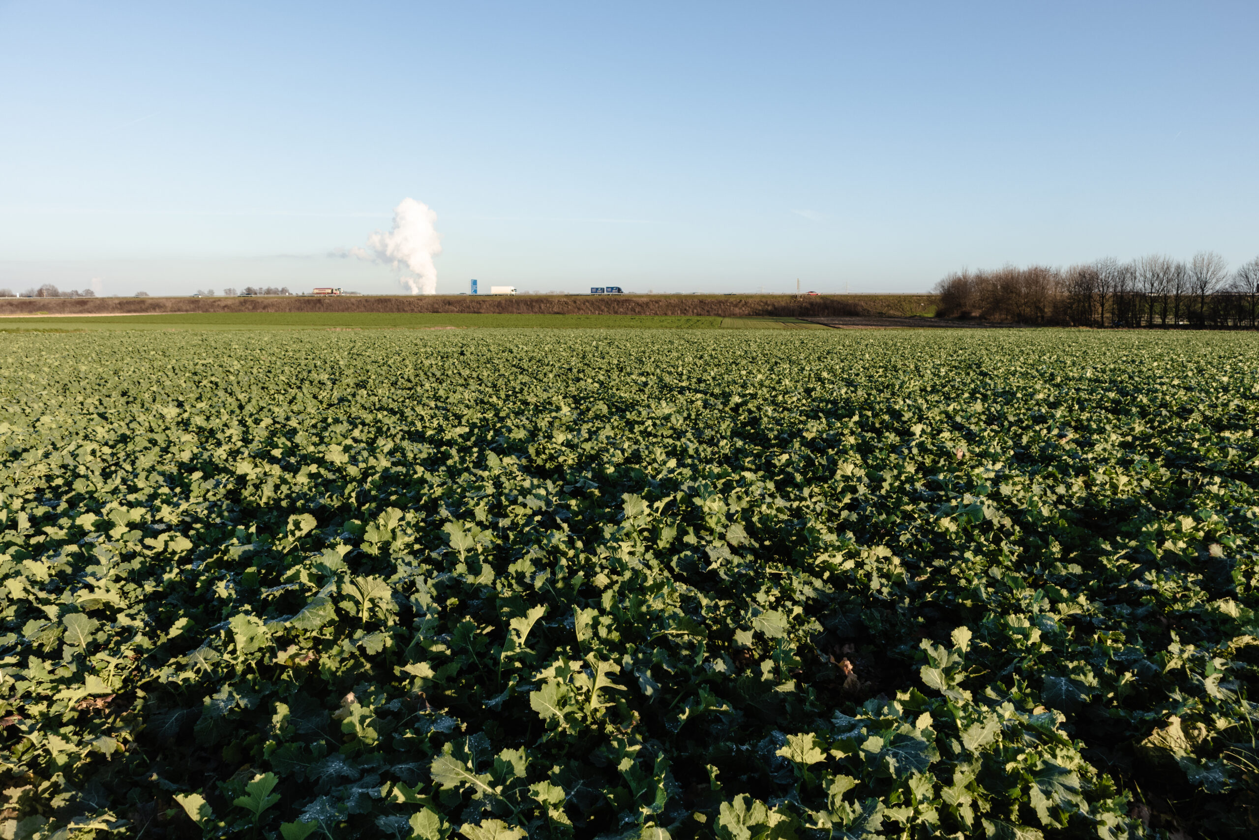 Sustainable biomass supply in Europe