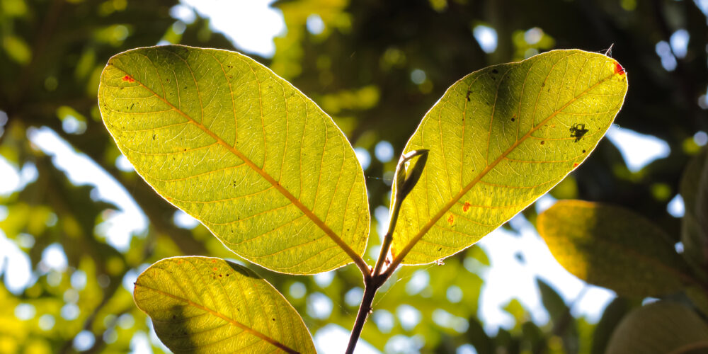 bioenergy in the revised Bioeconomy Strategy